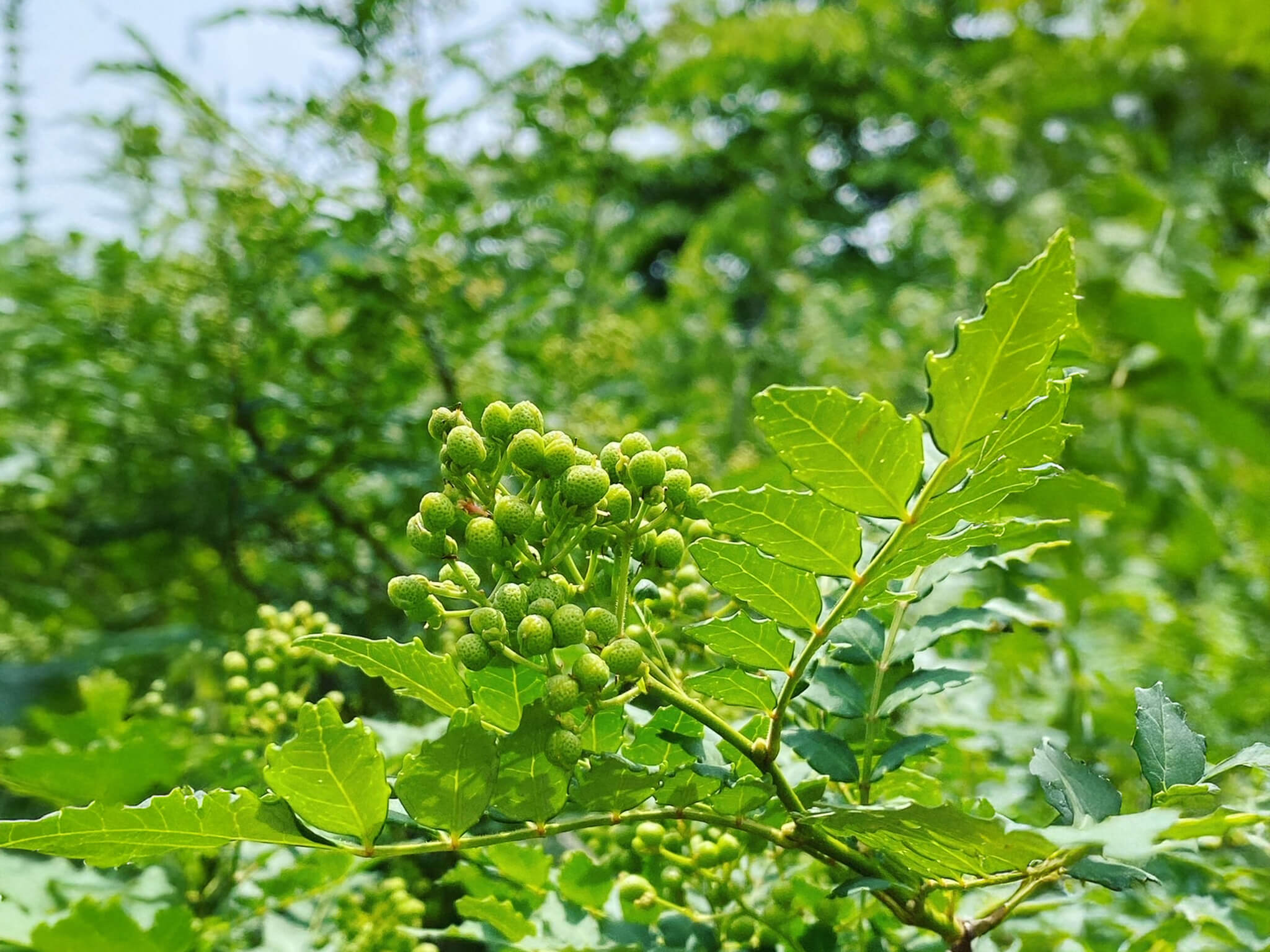 風華 Fuka - おのやま庭園